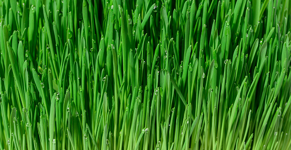 Green wheat sprouts with water drops, macro