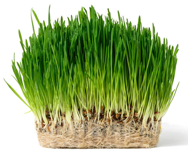 白い背景に緑の小麦もやし、装飾用の茂み - wheatgrass ストックフォトと��画像