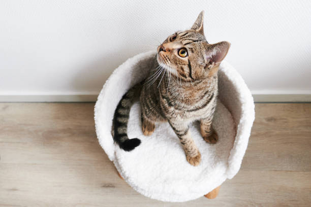 istock Grey striped cat sitting on its small chair and looking up Top view 1477273655