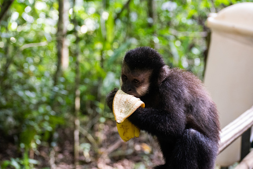 A howler monkey, perched on a bin at Iguazu national park, eating a banana