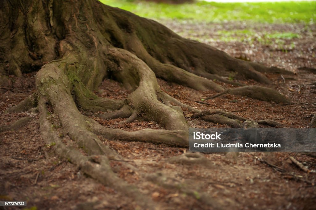 Forest With Roots Tree Roots Visible Through Soil In Forest Stock Photo - Download Image ...