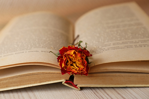 Book with beautiful dried flower on wooden table, closeup