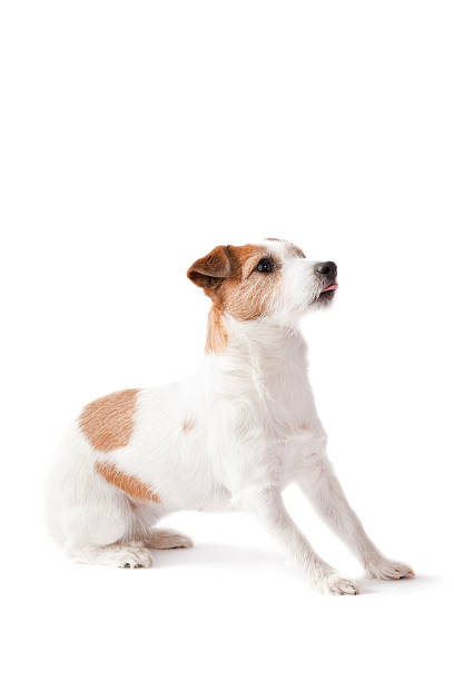 Small dog ready to catch a toy on white background stock photo