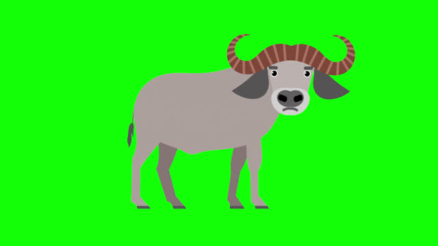 bull icon loop Animation video transparent background with alpha channel.