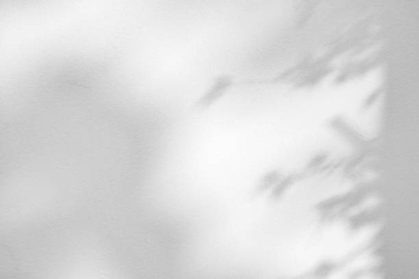 istock Abstract natural tree leaves shadow on white wall background 1477291158