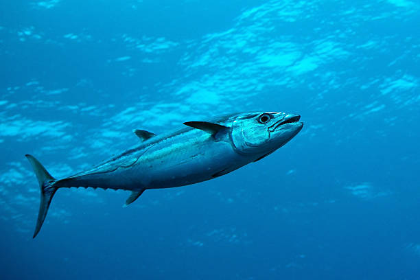 Dog-tooth tuna in water of Indian ocean, Maldives Dog-tooth tuna in water of Miyaru Ga Thila, Maldives salmon underwater stock pictures, royalty-free photos & images