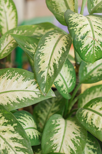 Chinese Evergreen or also known as Aglaonema Plant in tropical West Palm Beach, Florida.