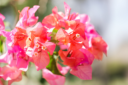 Bright Pink & Orange Bougainvillea Flower Plant with Green Leaves on a Bougainvillea Tree in West Palm Beach, Florida in the Spring of 2023