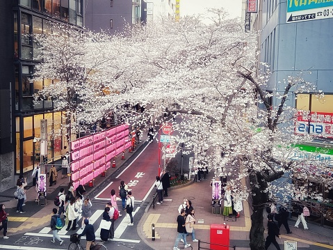 The trees lining Sakuragaoka Street just outside Shibuya Station are usually illuminated in different shades of pink during the winter to look like beautiful flowering cherry blossoms.