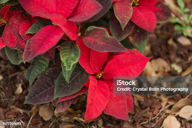 Colorful Red Poinsettia Plant Flowers In South Florida In The Spring Of 2023 Stock Photo - Download Image Now