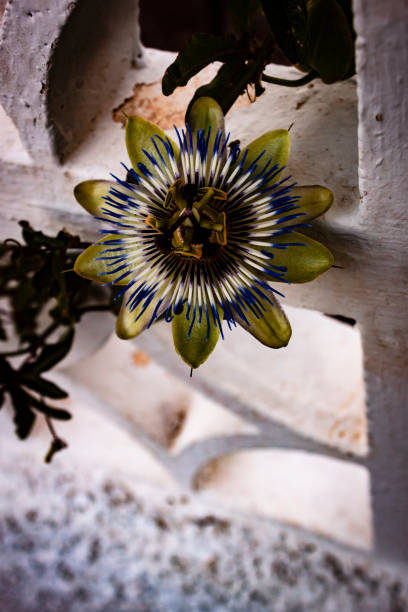 Passionflower against a white stone wall in Spain stock photo