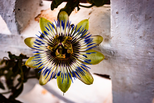The striking Passion Flower contrasted against a decaying white wall in the south of Spain.