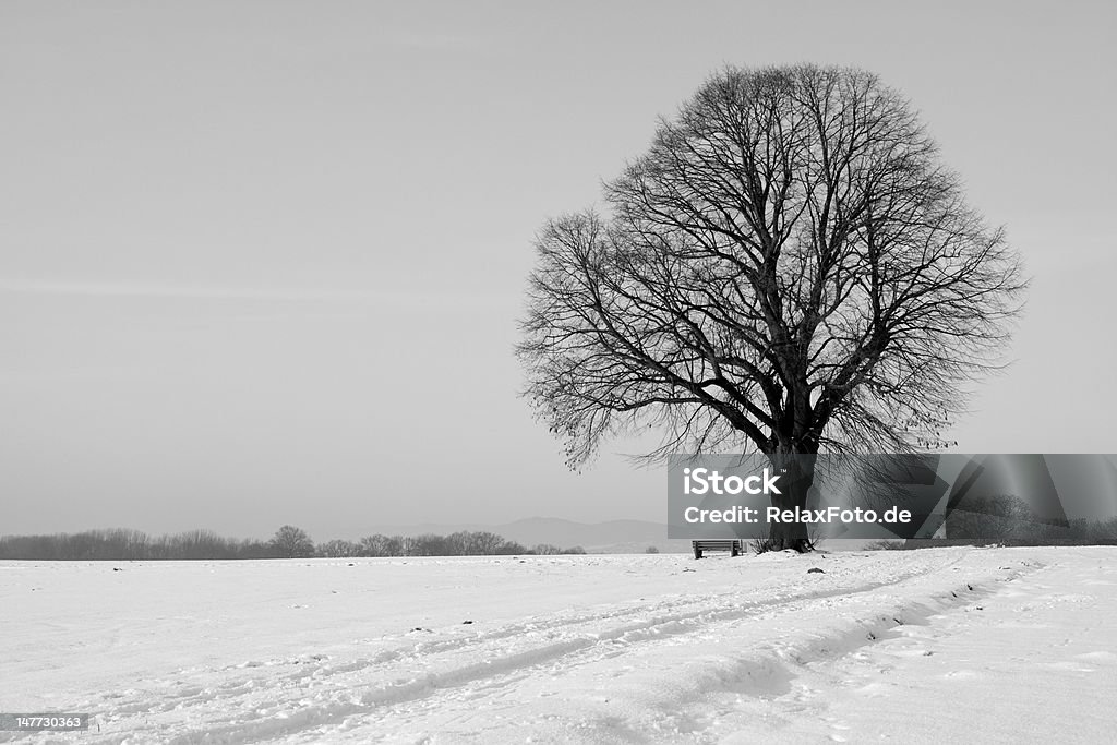 Árvore isolada Lonesome com bancada em campo no Inverno (XXXL - Royalty-free Carvalho Foto de stock