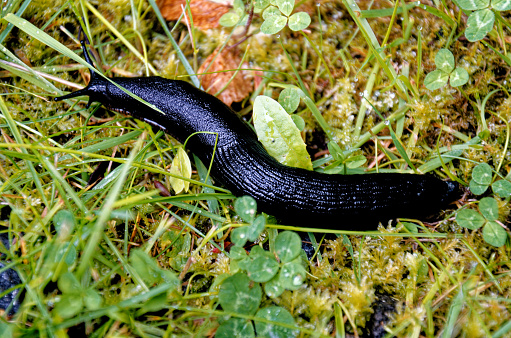 The black form of the large black slug (Arion ater) from above. Black Slug, Black Arion, European Black Slug or Large Black Slug, Arion ater, Arionidae, Mollusca.