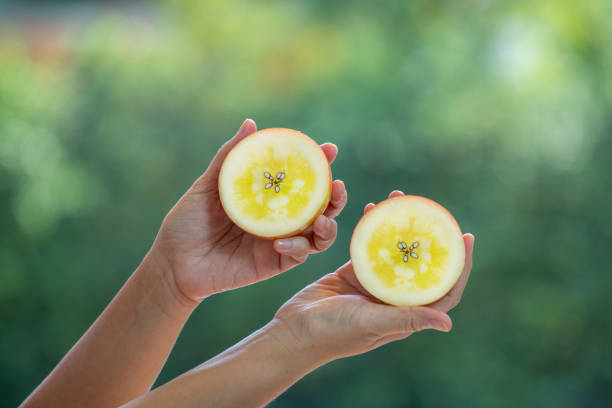 Fresh Honey core Apple over blur greenery background, Hand Holding Red Honey core Apple over green natural Blur background.