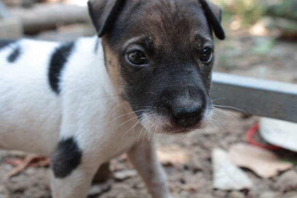 istock Puppy Dog playing outside 1477310125