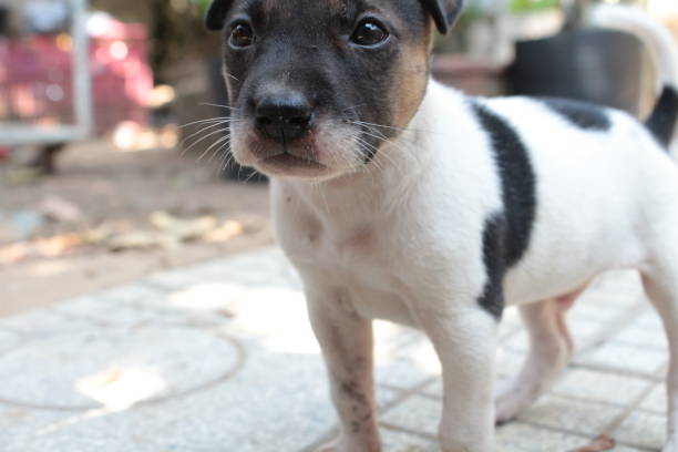 istock Puppy Dog playing outside 1477310126