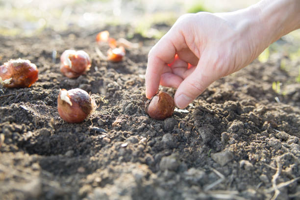 istock hand planting bulbs in garden 1477310601