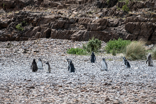 Cabo Dos Bahias penguin rookery in Camarones, Chubut Province, Patagonia, Argentina.