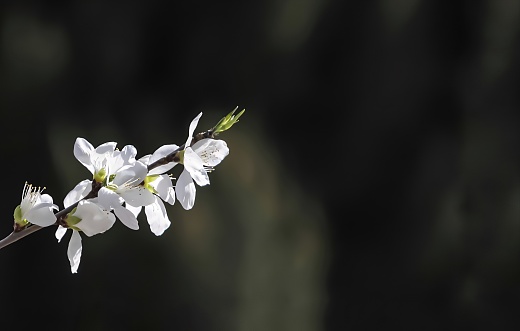 Close-up shot of several white cherry blossoms blooming on a tree branch with a blurred background.