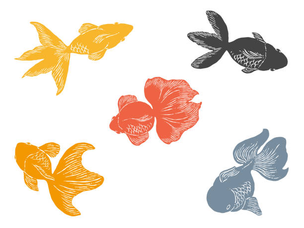 3,500+ Lucky Gold Fish Stock Photos, Pictures & Royalty-Free