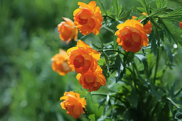 Globe-flower (Trollius asiaticus L) - Siberian primroses