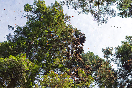 butterflies cluster in trees and above canopy at rosario sanctuary michoacan mexico