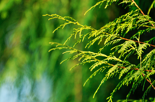 Close-up image of an evergreen coniferous pine tree.