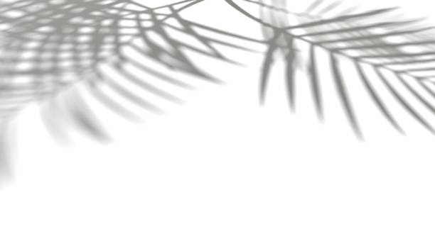 istock coconut tree branch shadows, silhouette on white background, black and white background, abstraction, 3d render 1477335477