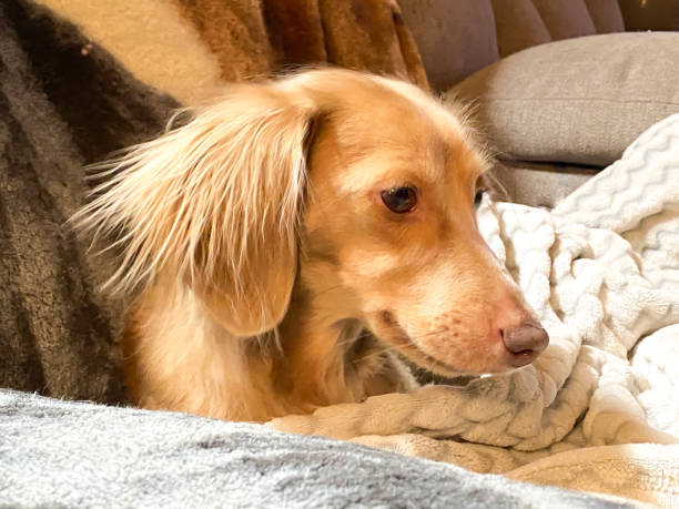 istock Dachshund Long Haired Puppy 1477341339