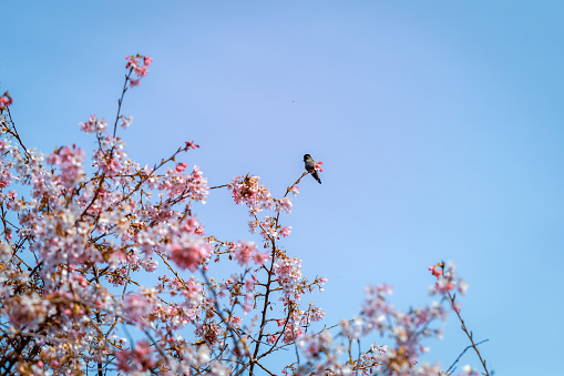 Hummingbird on top of a pink blossom tree.