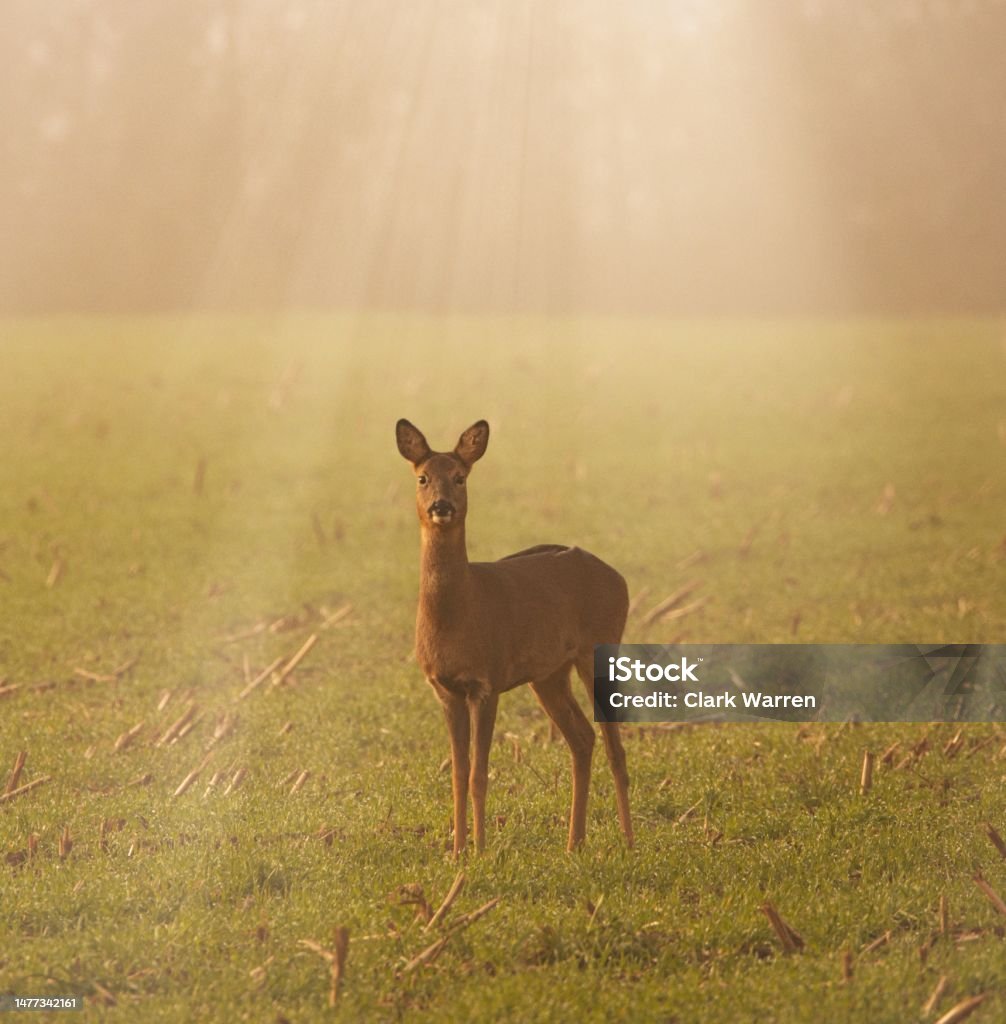 Female roe deer in the mist Very misty day, female roe deer enjoying the misty sunlight Autumn Stock Photo