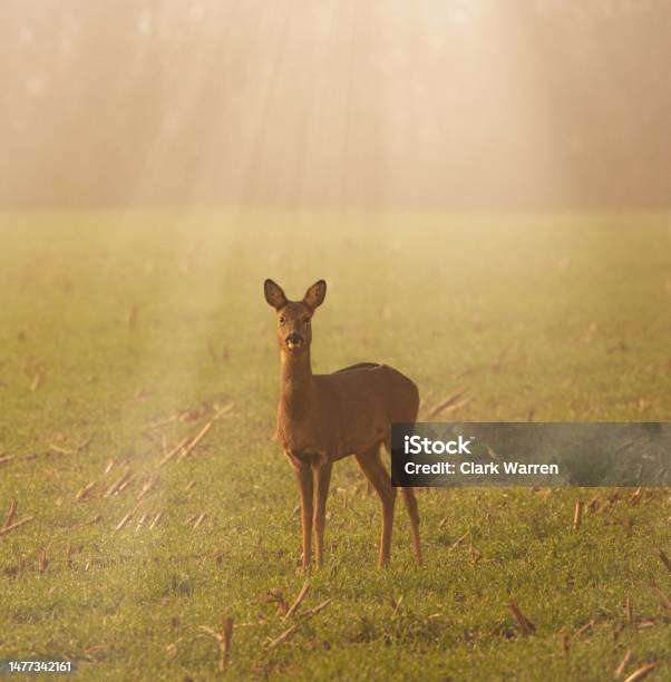 Female Roe Deer In The Mist Stock Photo - Download Image Now - Autumn, Roe Deer, Agricultural Field