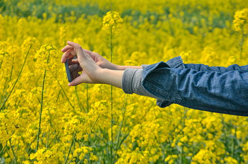 Hands of an chinese taking a photo using modern smartphone camera of blossoming rapeseed flowers