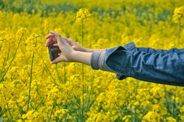 Hands of an chinese taking a photo using modern smartphone camera of blossoming rapeseed flowers stock photo