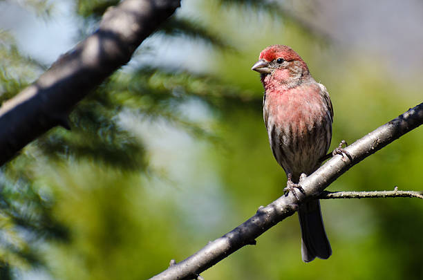 istock Male House Finch Perched on a Branch 147734455