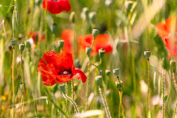 Tuscan Poppy Flower And Seed Capsules Near To Montalcino