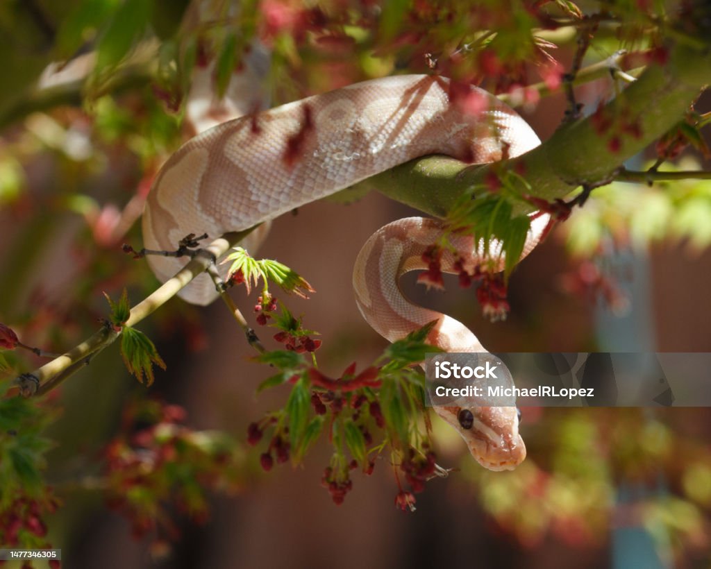 Ball Python Hanging In A Tree Stock Photo - Download Image Now - Animal ...