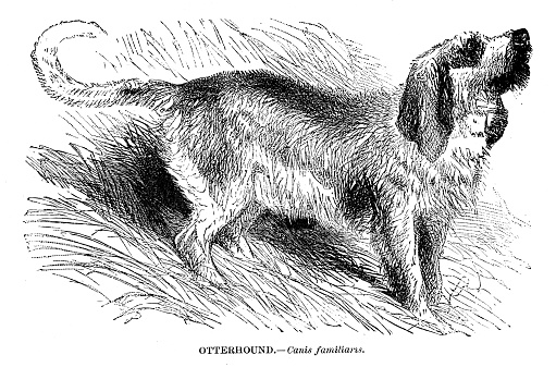 Otterhound illustration 1892