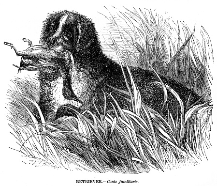 Retriever dog illustration 1892