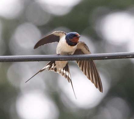 Hirundinidae swallow