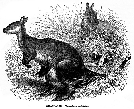 Wallaby illustration 1892
