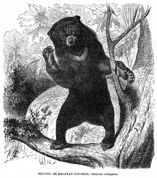 Malayan sun bear illustration 1892