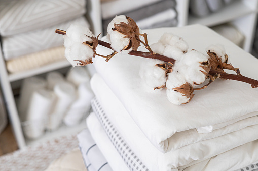 Cotton branch with pile of neatly folded bed sheets, blankets and towels. Production of natural textile fibers. Manufacture. Organic product.
