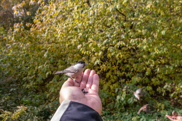 istock A willow tit sits on hand and eats seeds. Hungry bird willow tit eating seeds from a hand in winter or autumn 1477349960