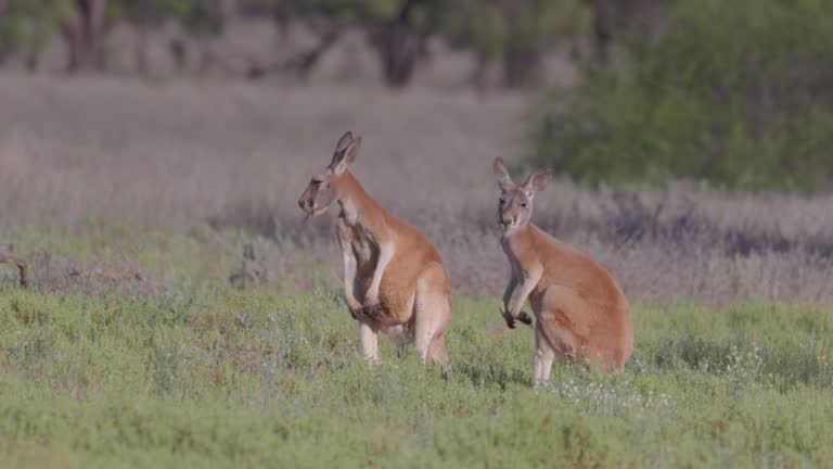 winter's morning clip of two red kangaroos grazing in a meadow