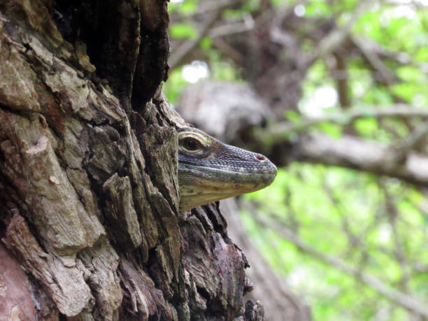Baby Komodo Head Comes Out from Tree Trunk