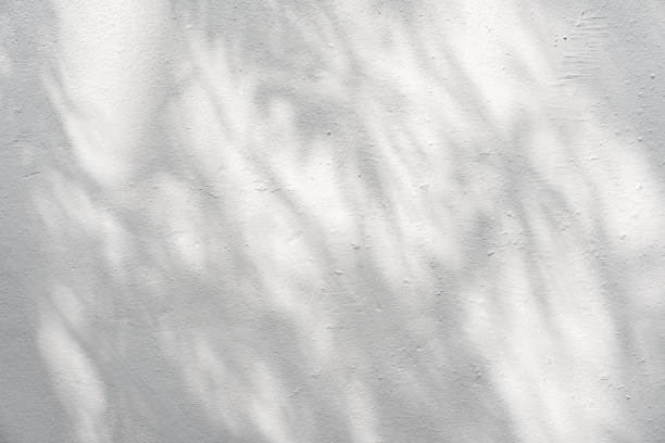 istock White cement or stone wall background and rough textured with shadow of Tree leaves and sunlight 1477364442
