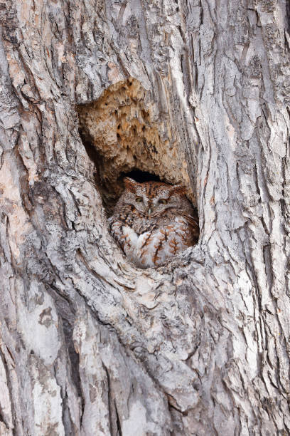 istock Eastern Screech-Owl sitting in a tree gouge 1477365912