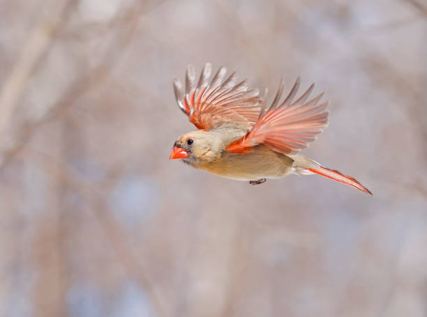 istock Northern Cardinal female flying, Quebec, Canada 1477365926